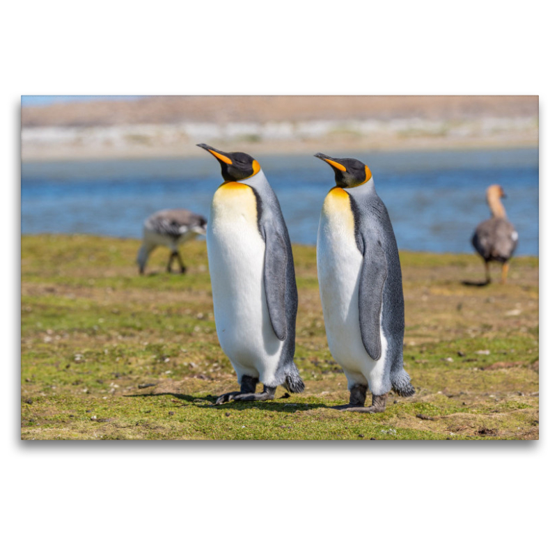 Königspinguine / King Penguins