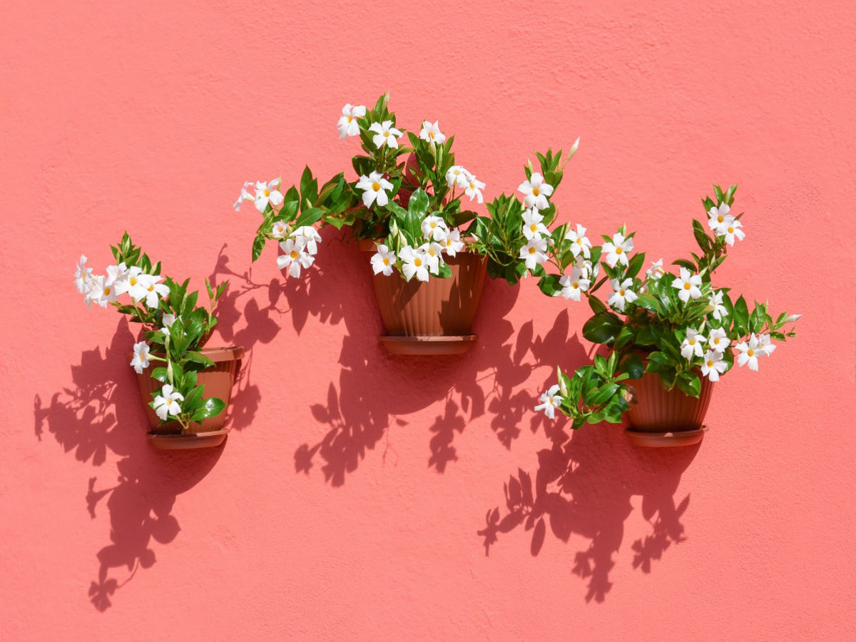 Blumen und Schatten