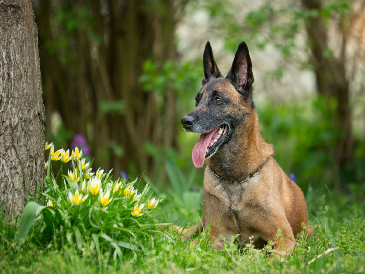 Ein Motiv aus dem Kalender Malinois - Partner auf vier Pfoten