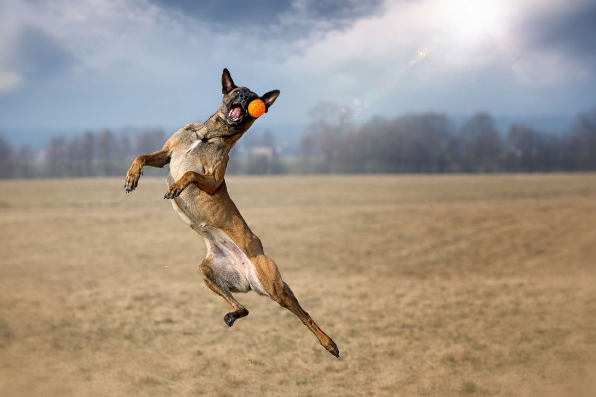 Ein Motiv aus dem Kalender Malinois - Partner auf vier Pfoten