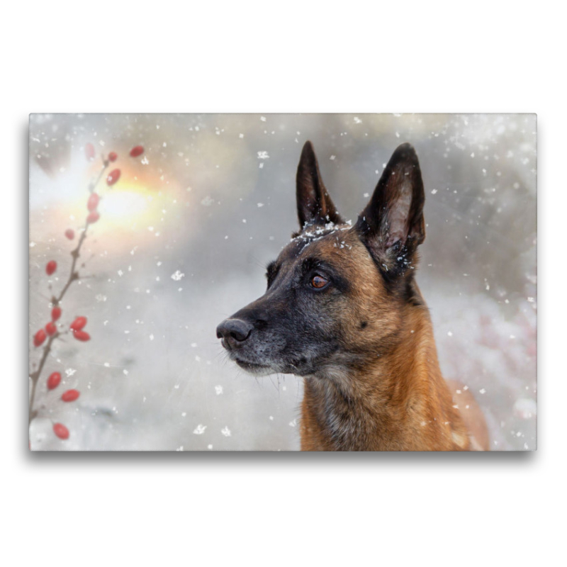 Ein Motiv aus dem Kalender Malinois - Partner auf vier Pfoten