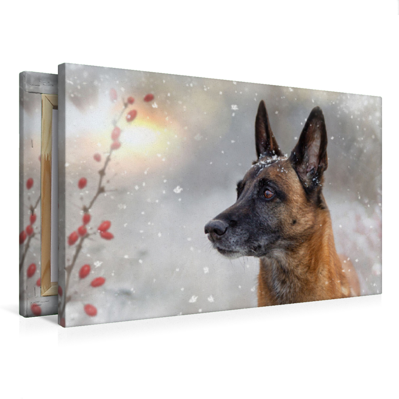 Ein Motiv aus dem Kalender Malinois - Partner auf vier Pfoten