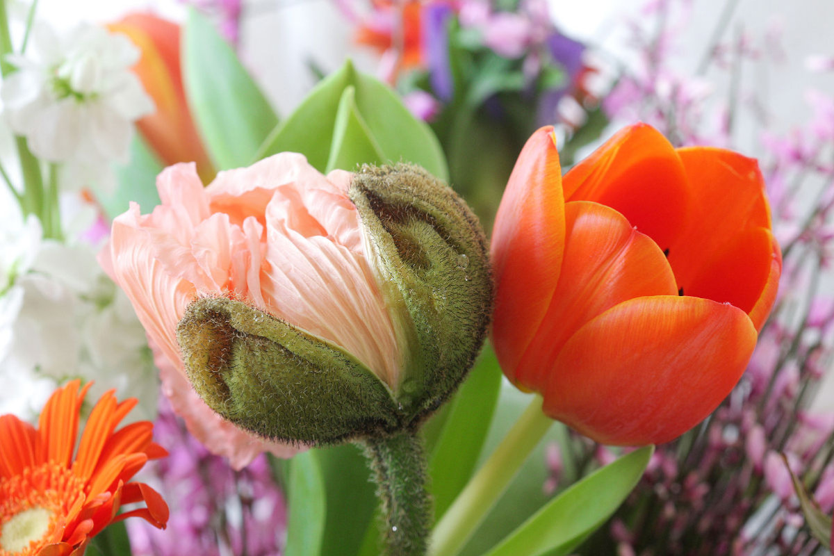 Islandmohn und Tulpe