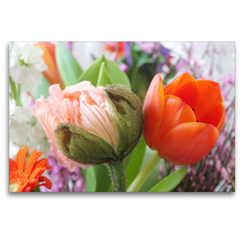 Islandmohn und Tulpe