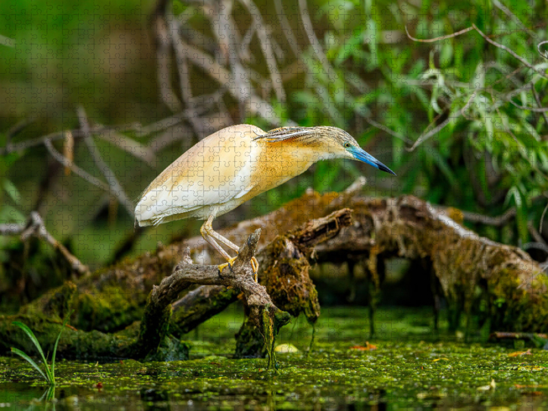 Ein Motiv aus dem Kalender Naturparadies Donau Delta