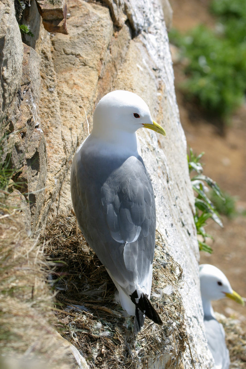 Dreizehenmöwe