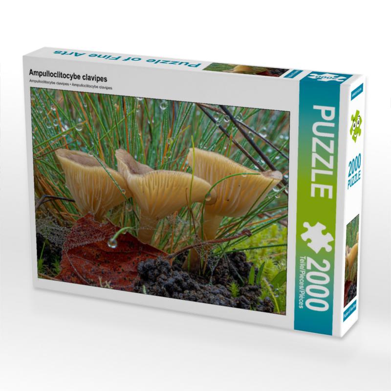 Ampulloclitocybe clavipes