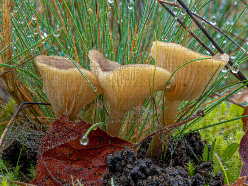 Ampulloclitocybe clavipes