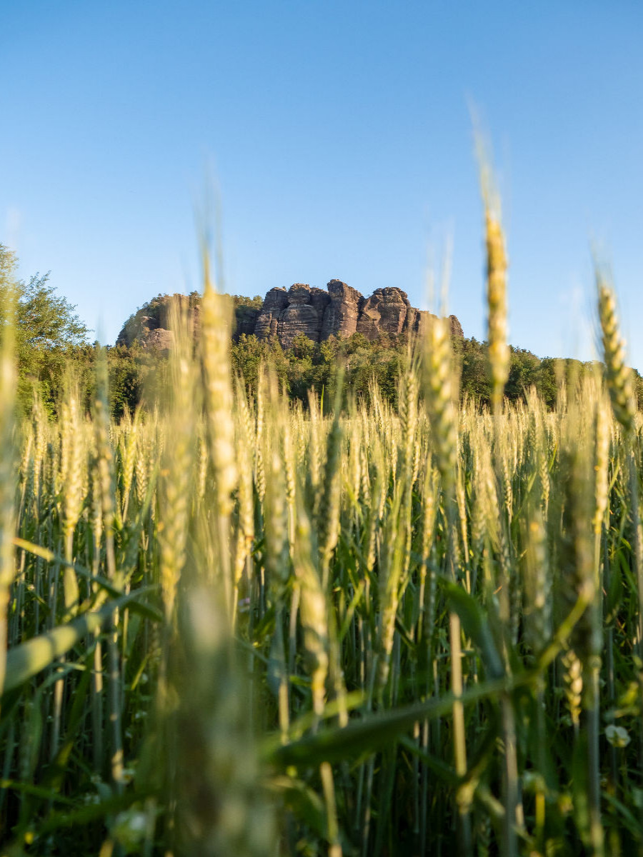 Pfaffenstein Nordseite - Blick aus Richtung Pfaffendorf