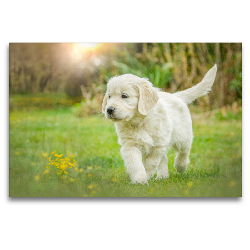 Ein Motiv aus dem Kalender Golden Retriever... Herzenshunde