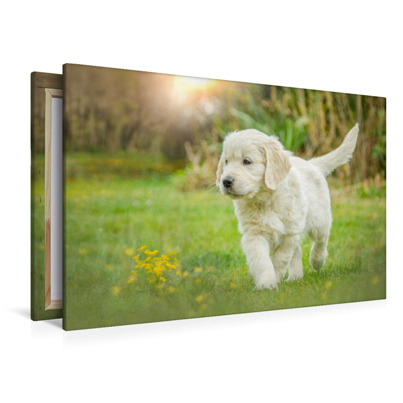 Ein Motiv aus dem Kalender Golden Retriever... Herzenshunde