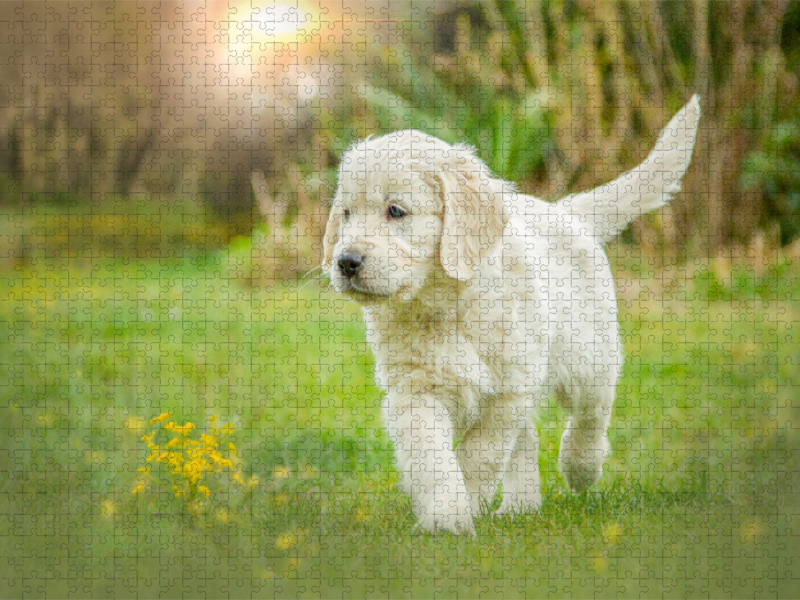 Ein Motiv aus dem Kalender Golden Retriever... Herzenshunde