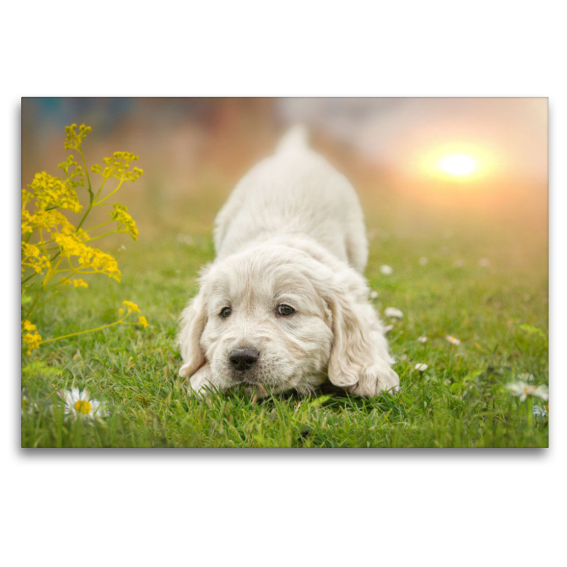 Ein Motiv aus dem Kalender Golden Retriever... Herzenshunde