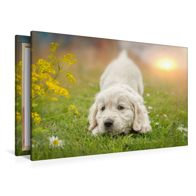 Ein Motiv aus dem Kalender Golden Retriever... Herzenshunde