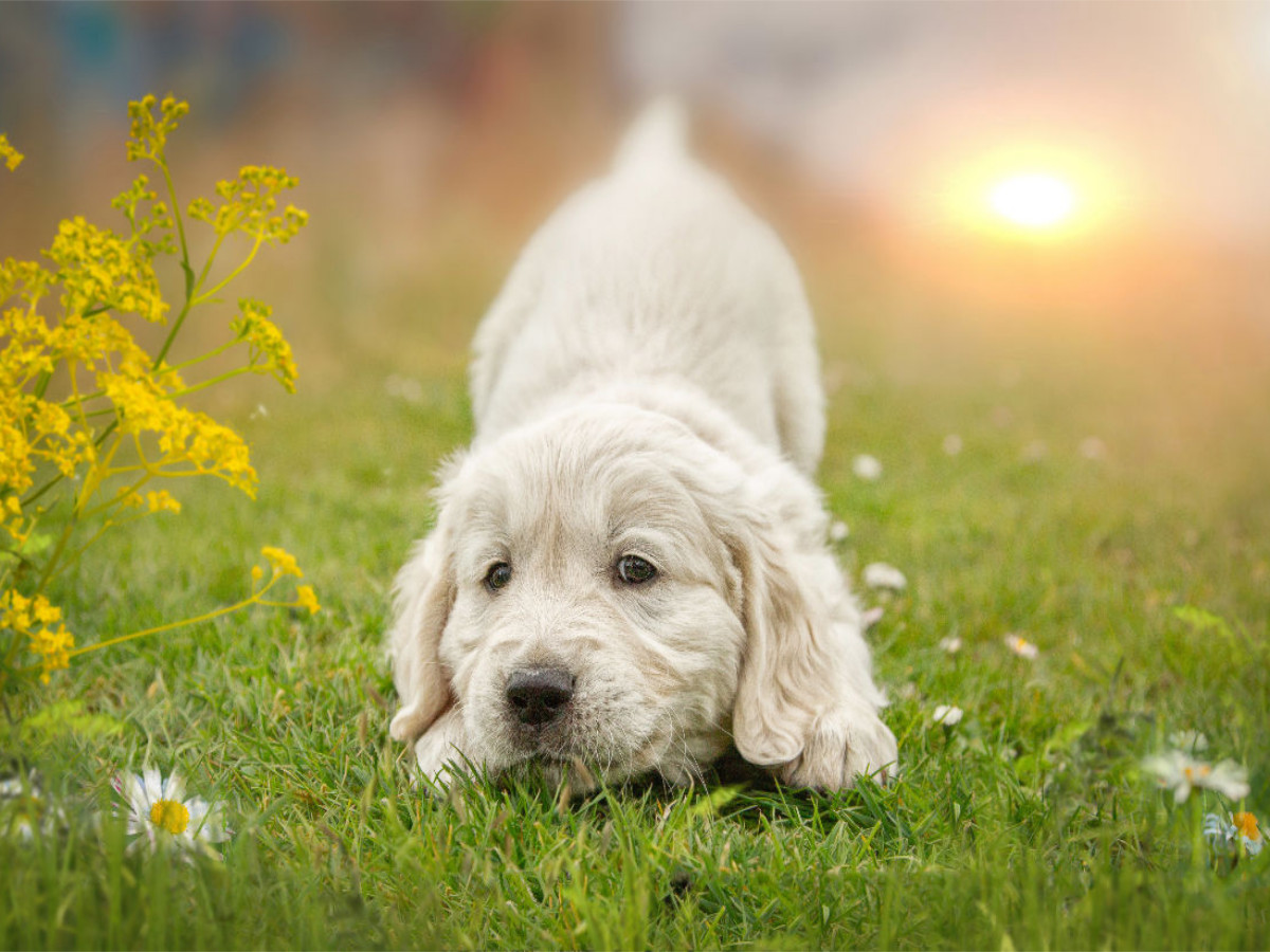 Ein Motiv aus dem Kalender Golden Retriever... Herzenshunde