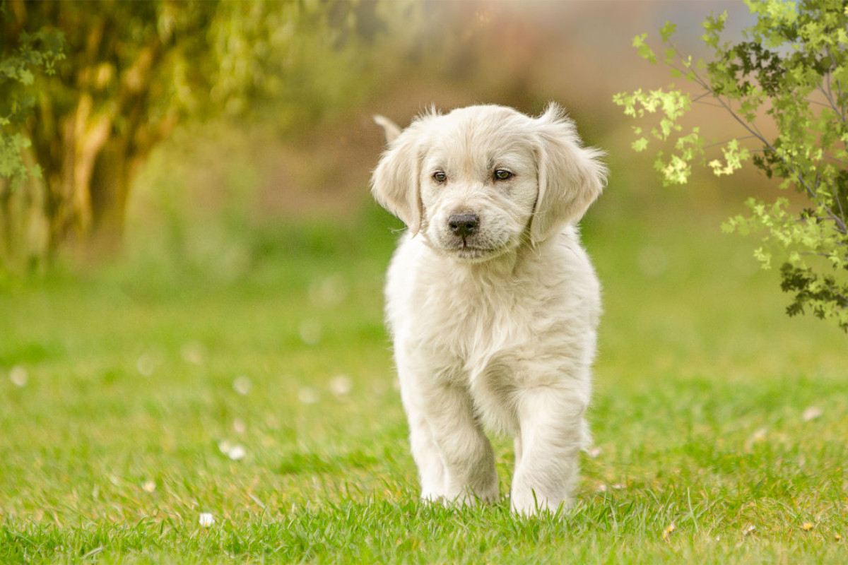 Ein Motiv aus dem Kalender Golden Retriever... Herzenshunde