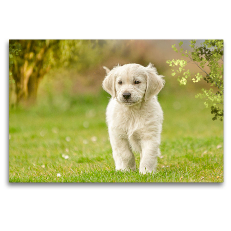 Ein Motiv aus dem Kalender Golden Retriever... Herzenshunde