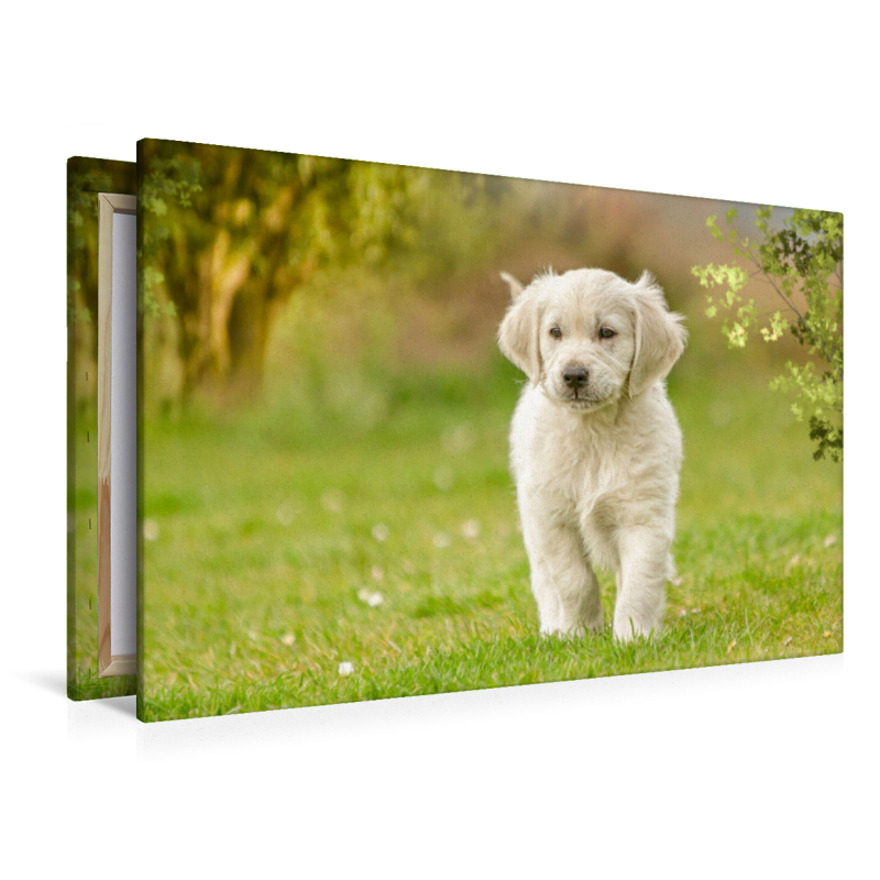 Ein Motiv aus dem Kalender Golden Retriever... Herzenshunde