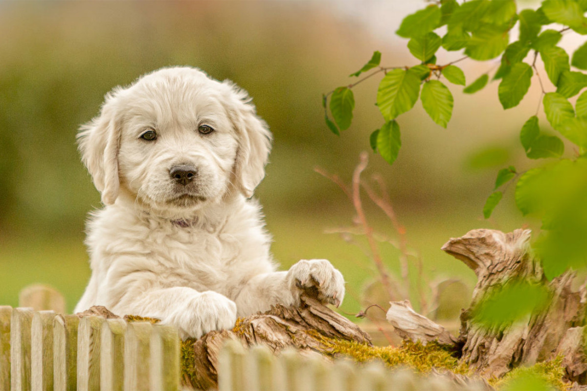 Ein Motiv aus dem Kalender Golden Retriever... Herzenshunde