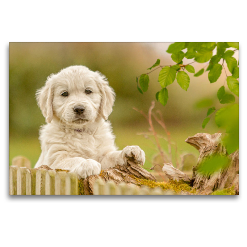 Ein Motiv aus dem Kalender Golden Retriever... Herzenshunde