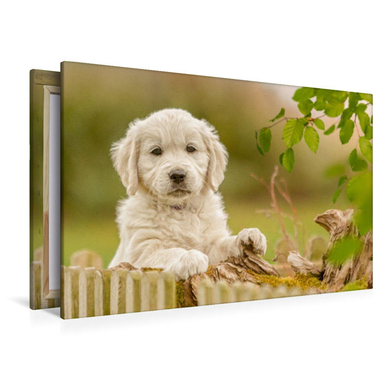 Ein Motiv aus dem Kalender Golden Retriever... Herzenshunde