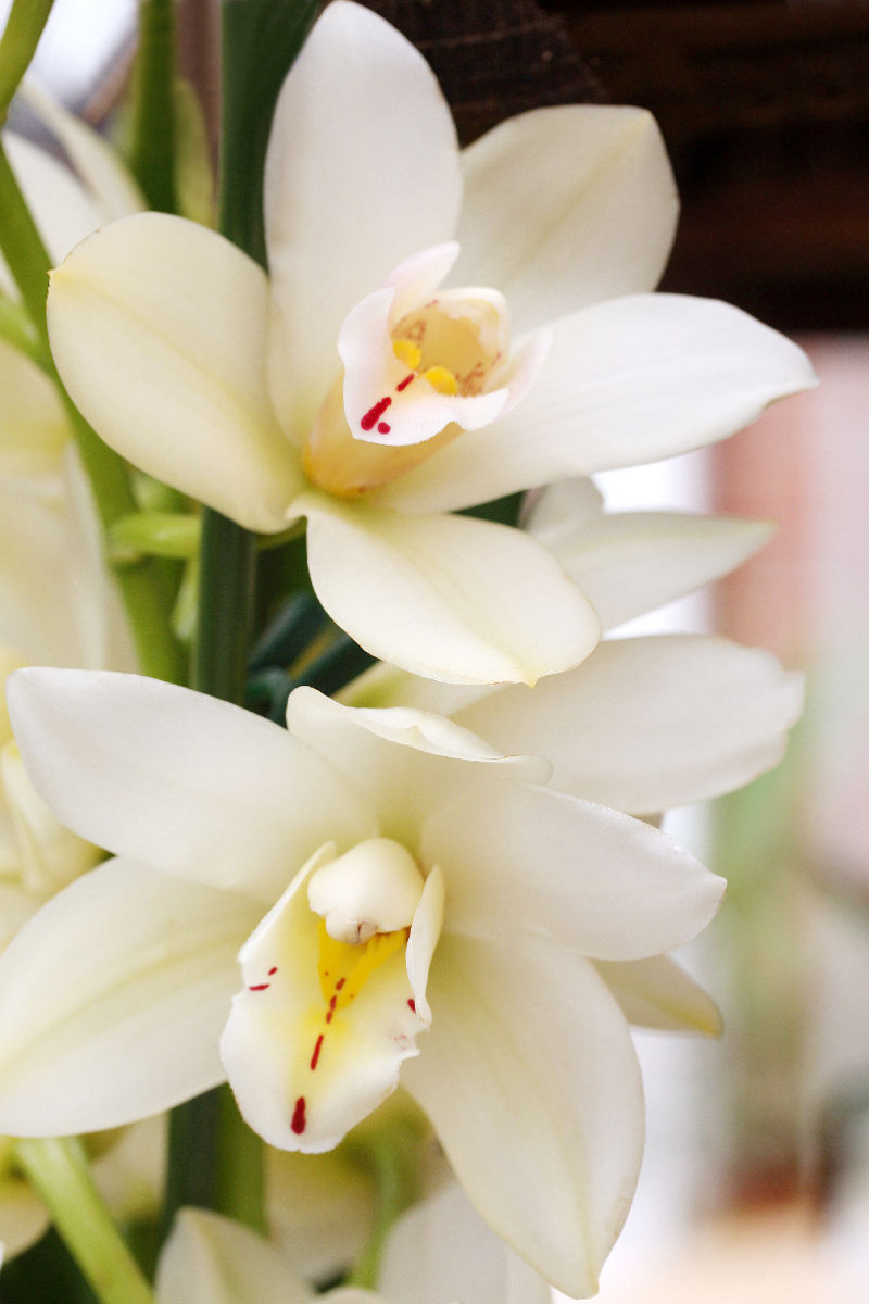 Cymbidium