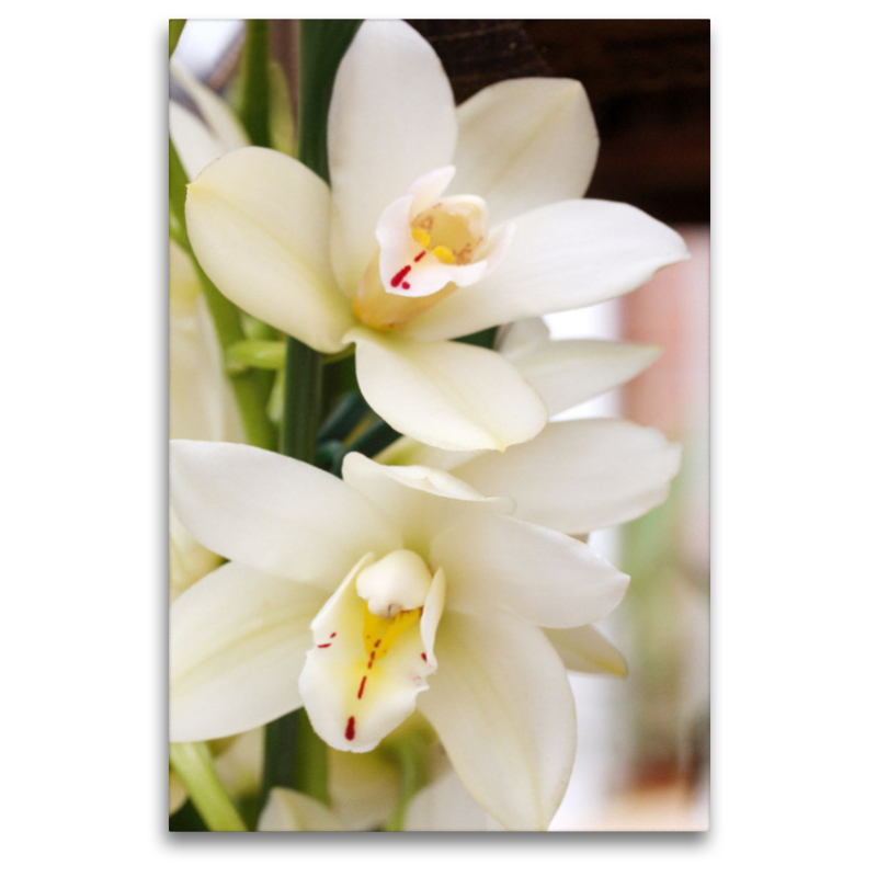 Cymbidium