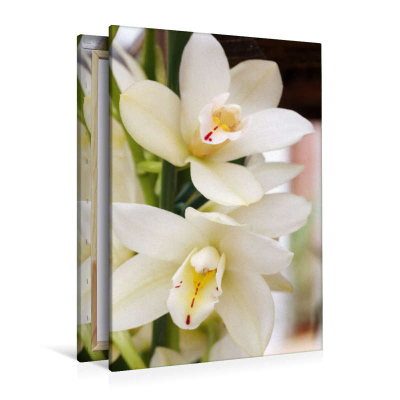 Cymbidium