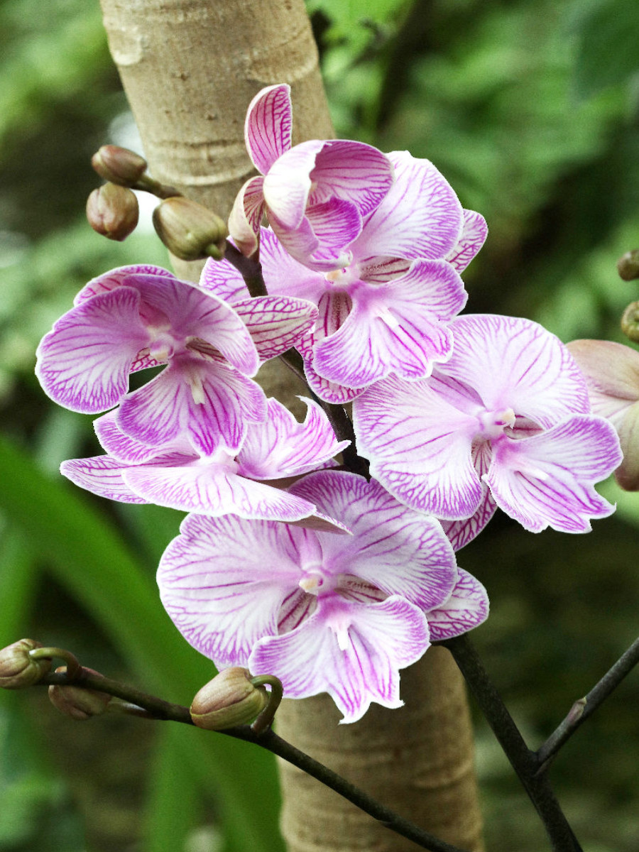 Phalaenopsis