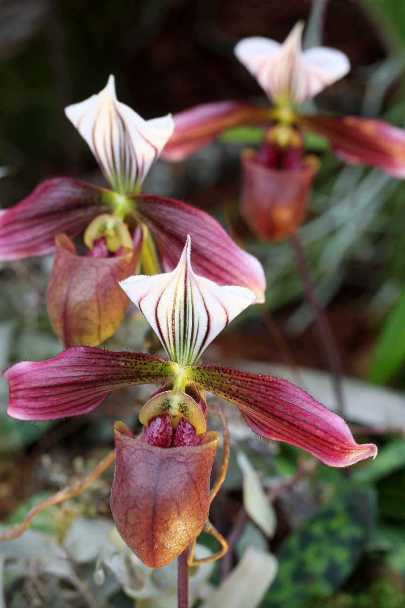 Paphiopedilum purpuratum