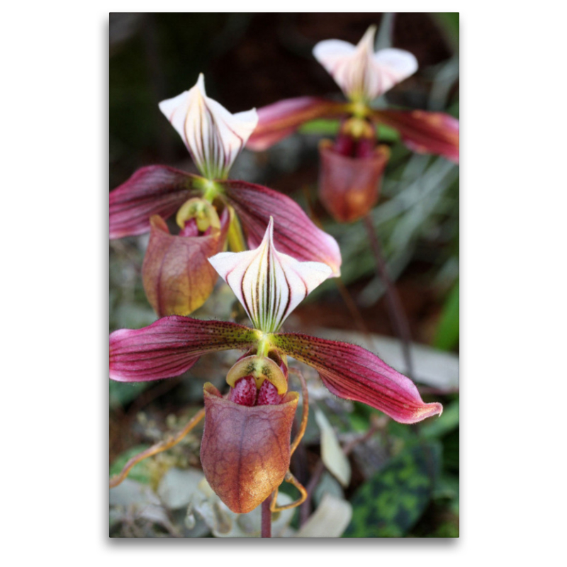 Paphiopedilum purpuratum