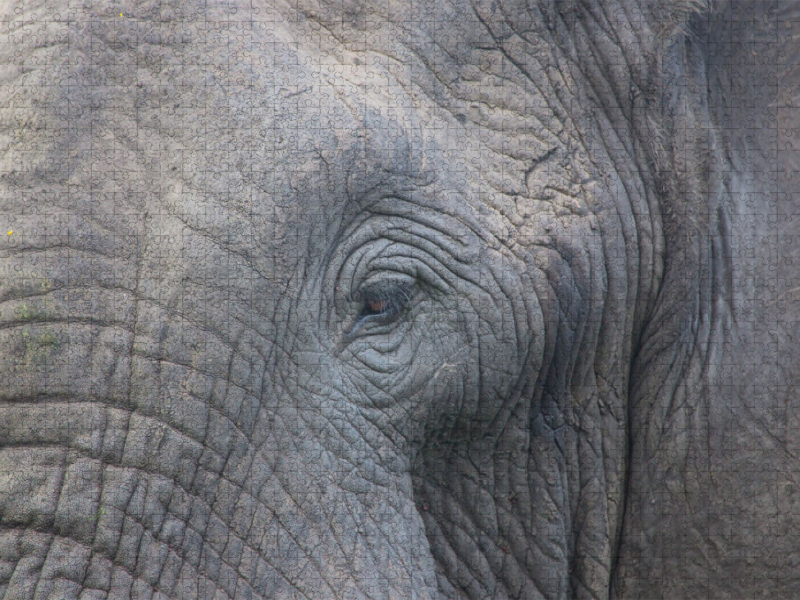 begegnung im tembe elephant park, südafrika