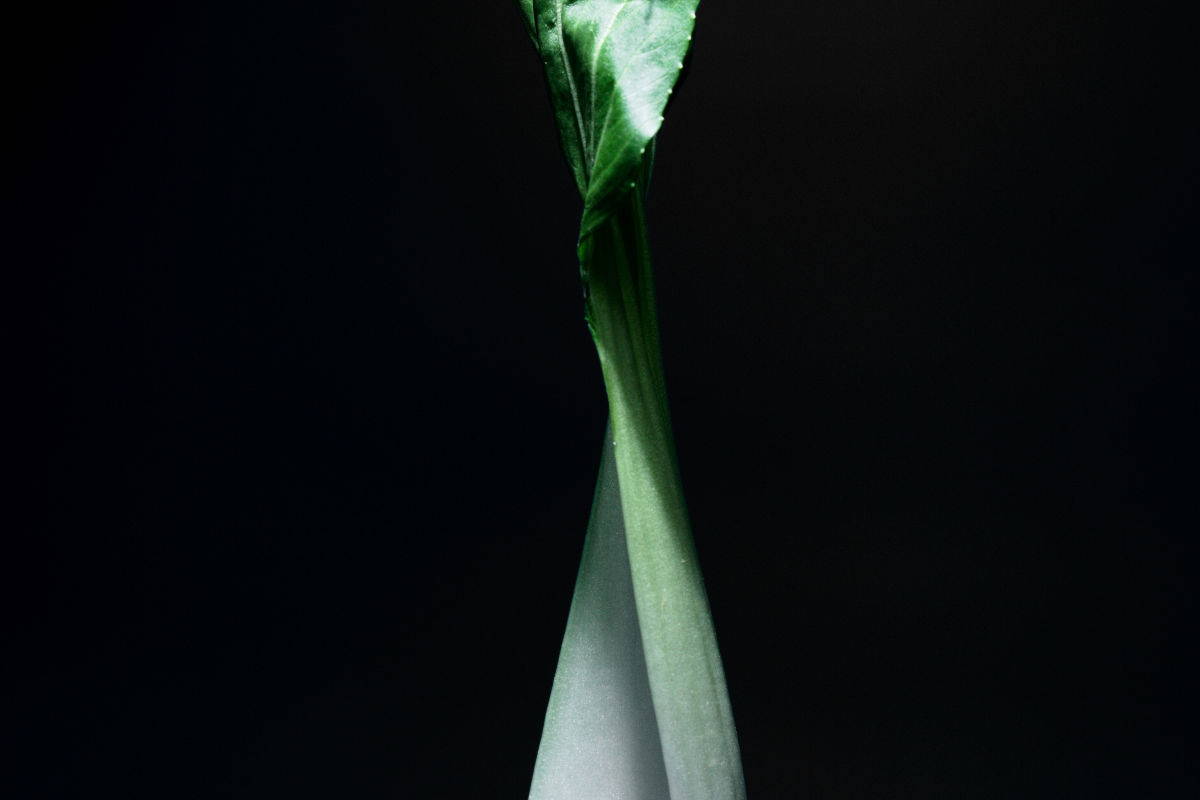 Schwebender Pak-Choi-Kohl