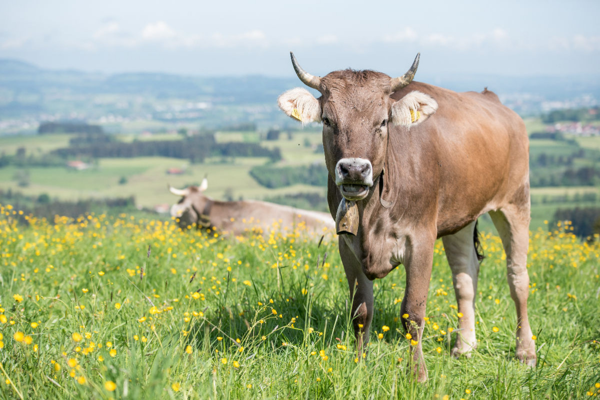 Rind auf der Weide