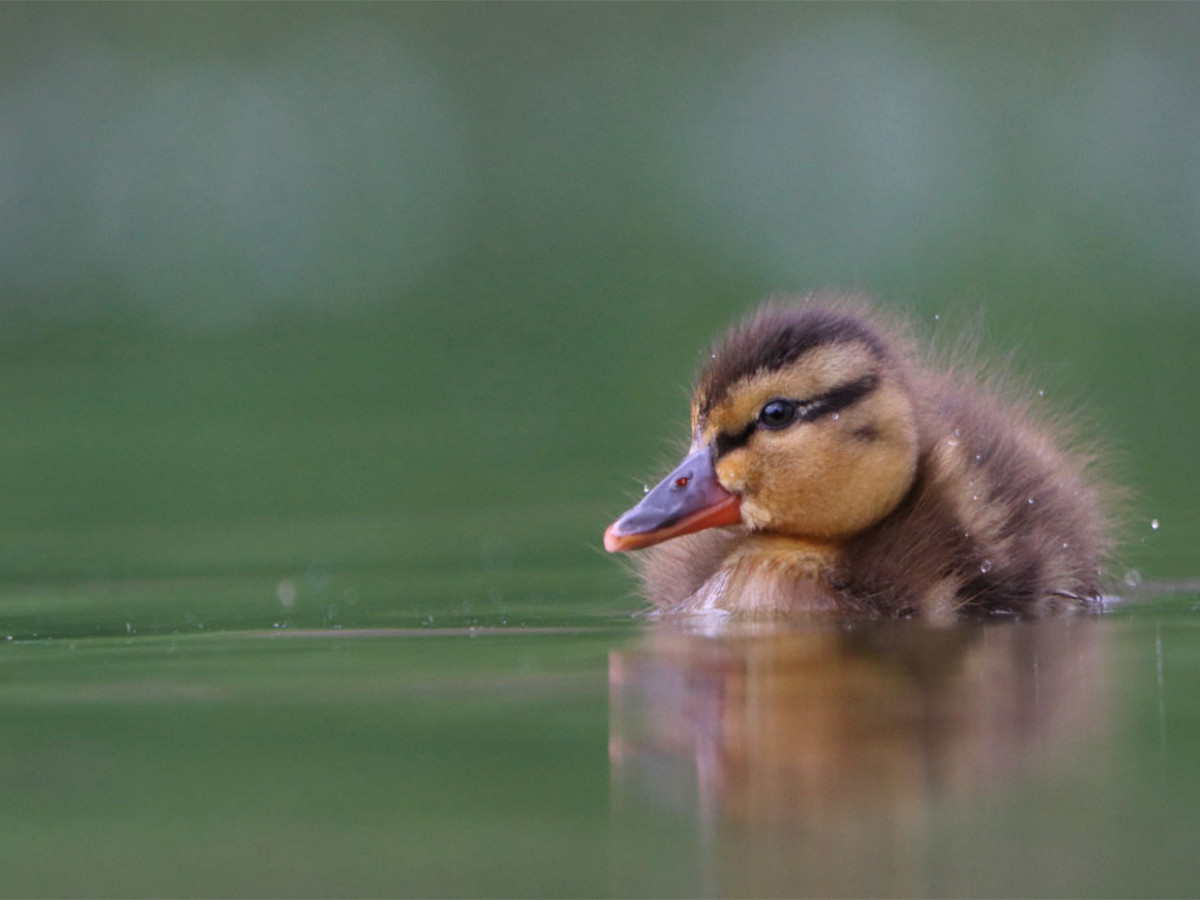 Stockente (Mallard)