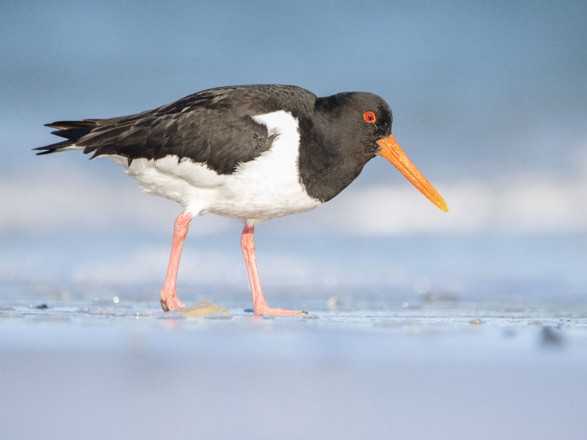 Austernfischer (Oystercatcher)