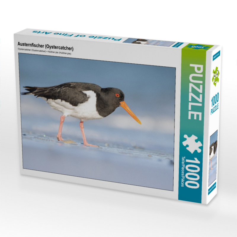 Austernfischer (Oystercatcher)