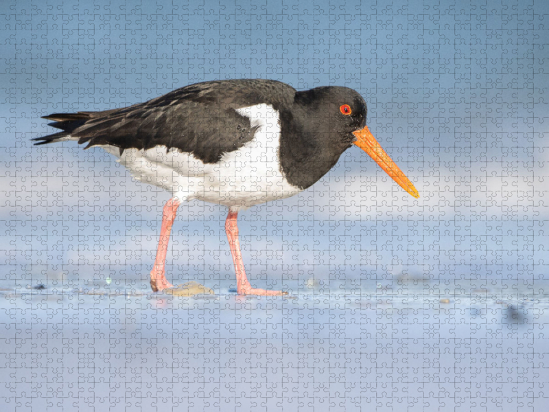 Austernfischer (Oystercatcher)