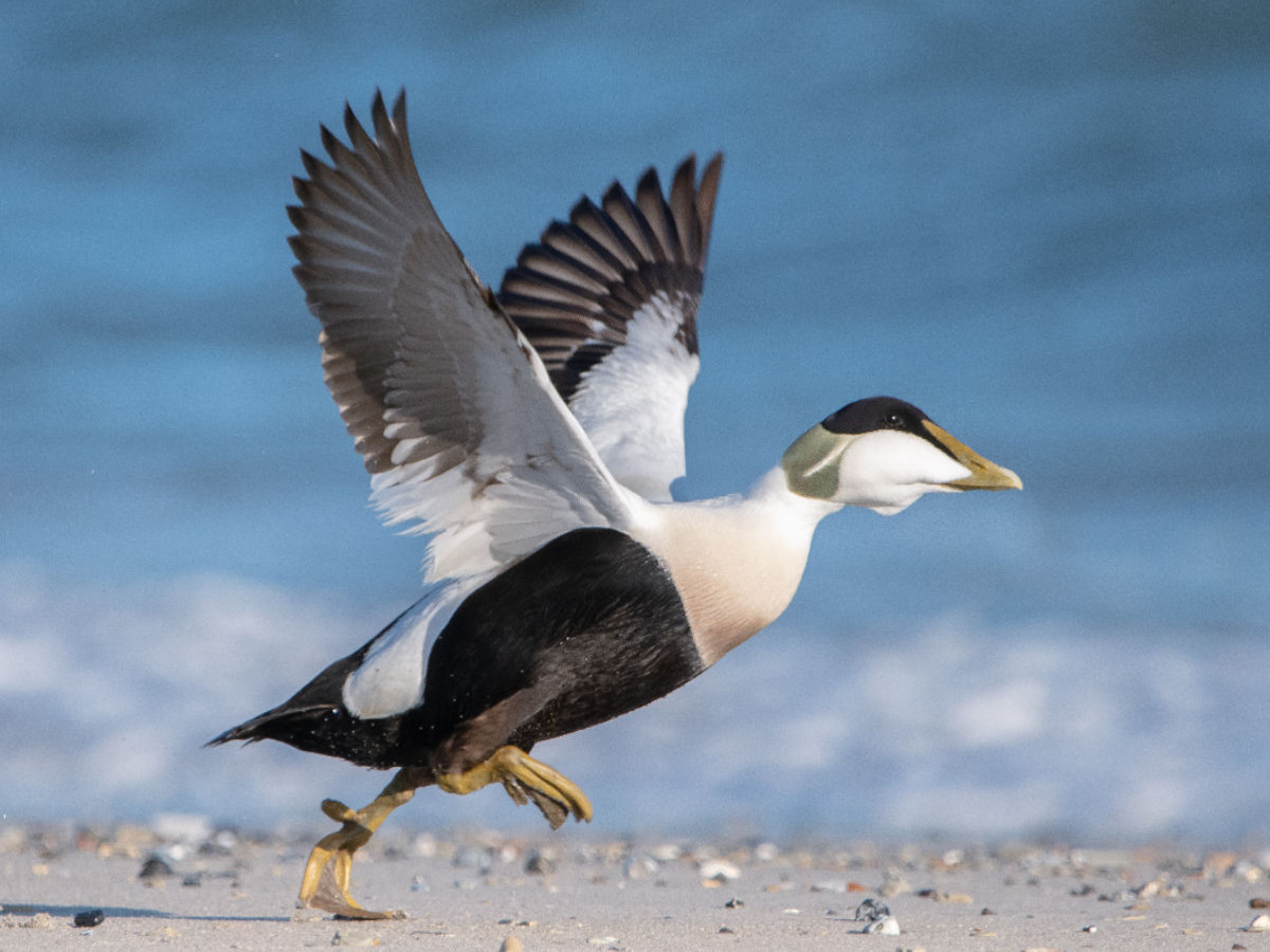 Eiderente (Eider Duck)