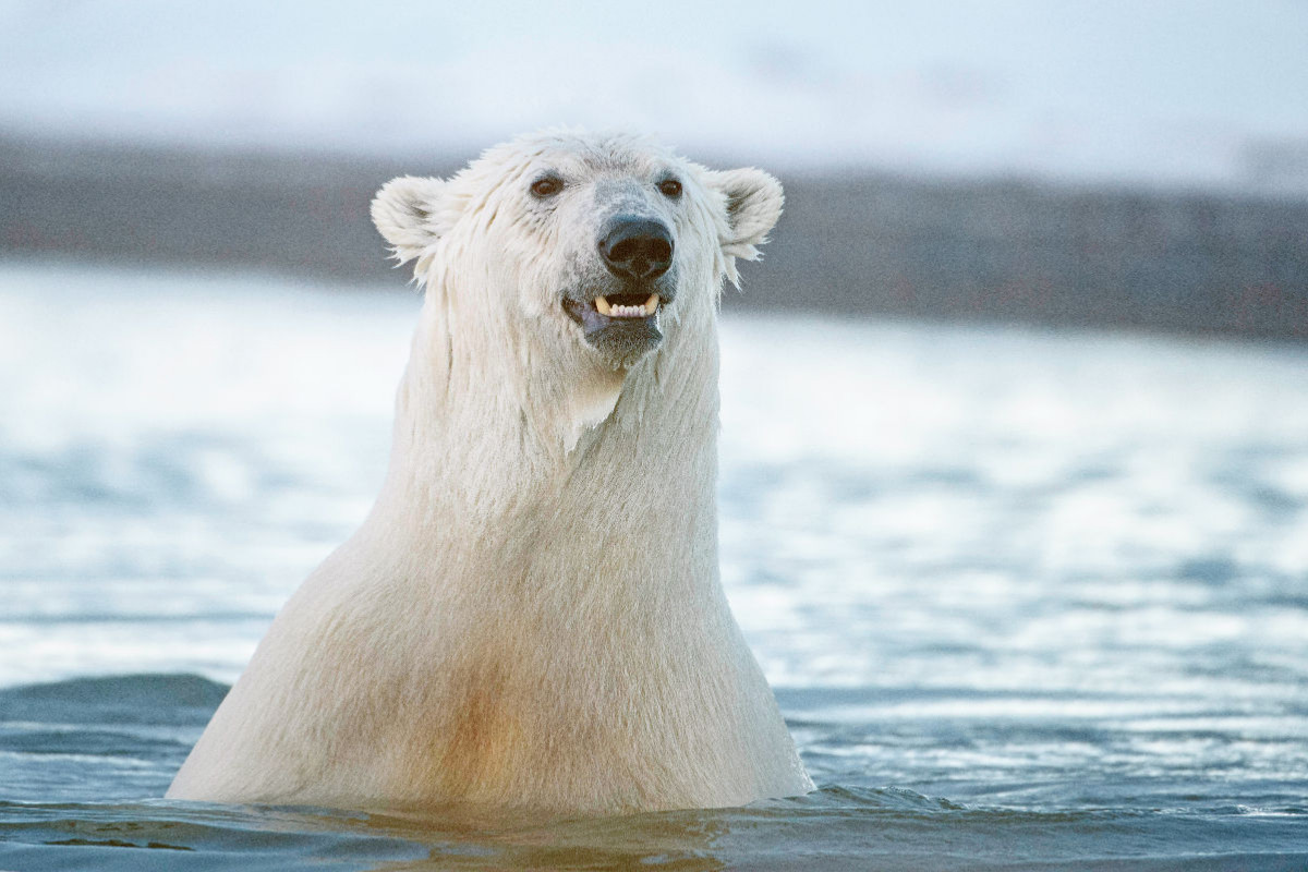 Der Eisbär: Der König der Arktis