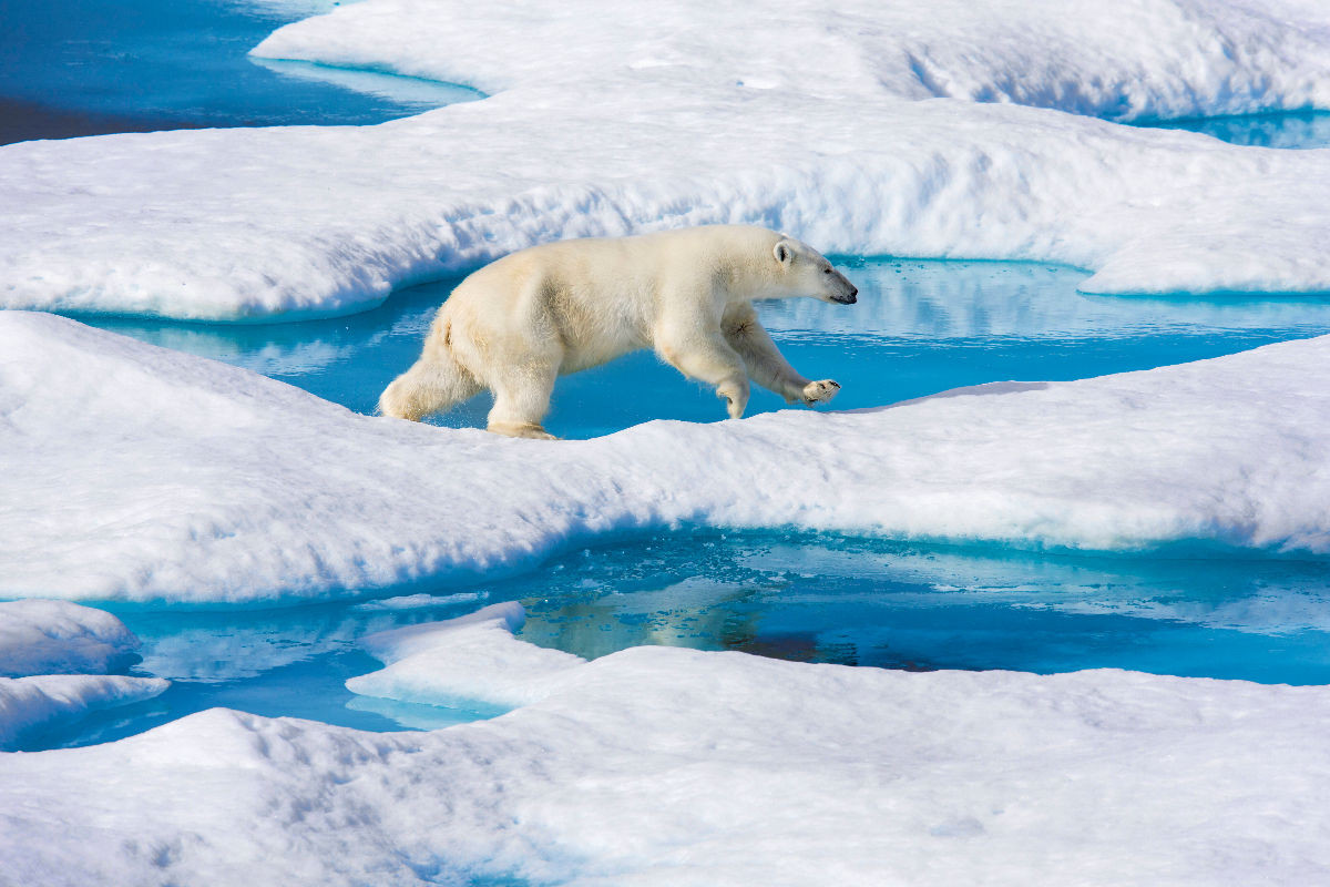 Junger Eisbär springt von Eisscholle zu Eisscholle