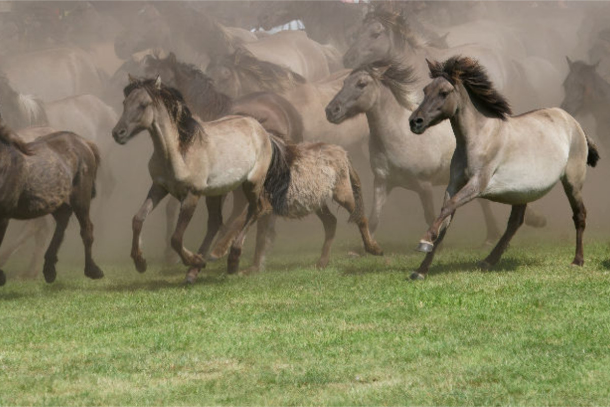 Wildpferde beim Einlauf in die Arena