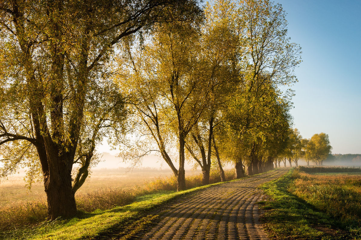 Allee im Herbst