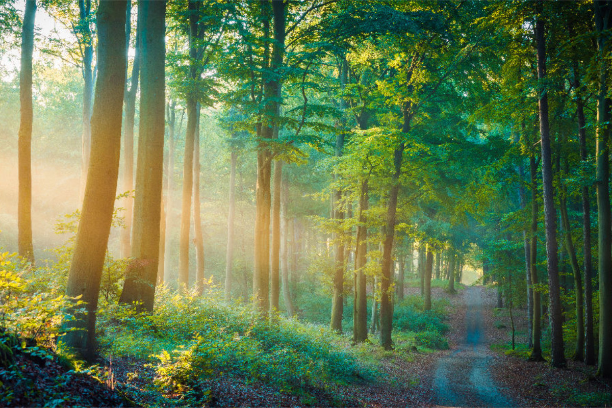 Sommer im Wald