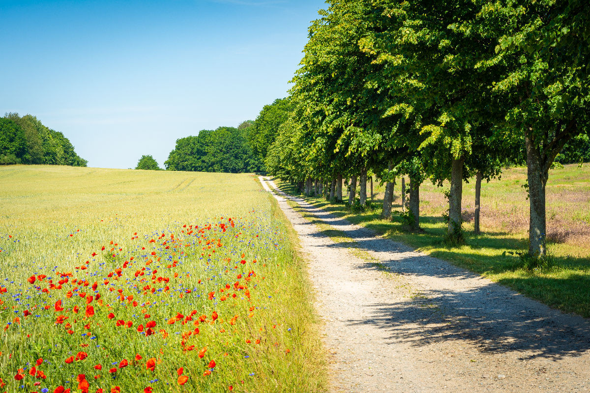 Feld im Sommer