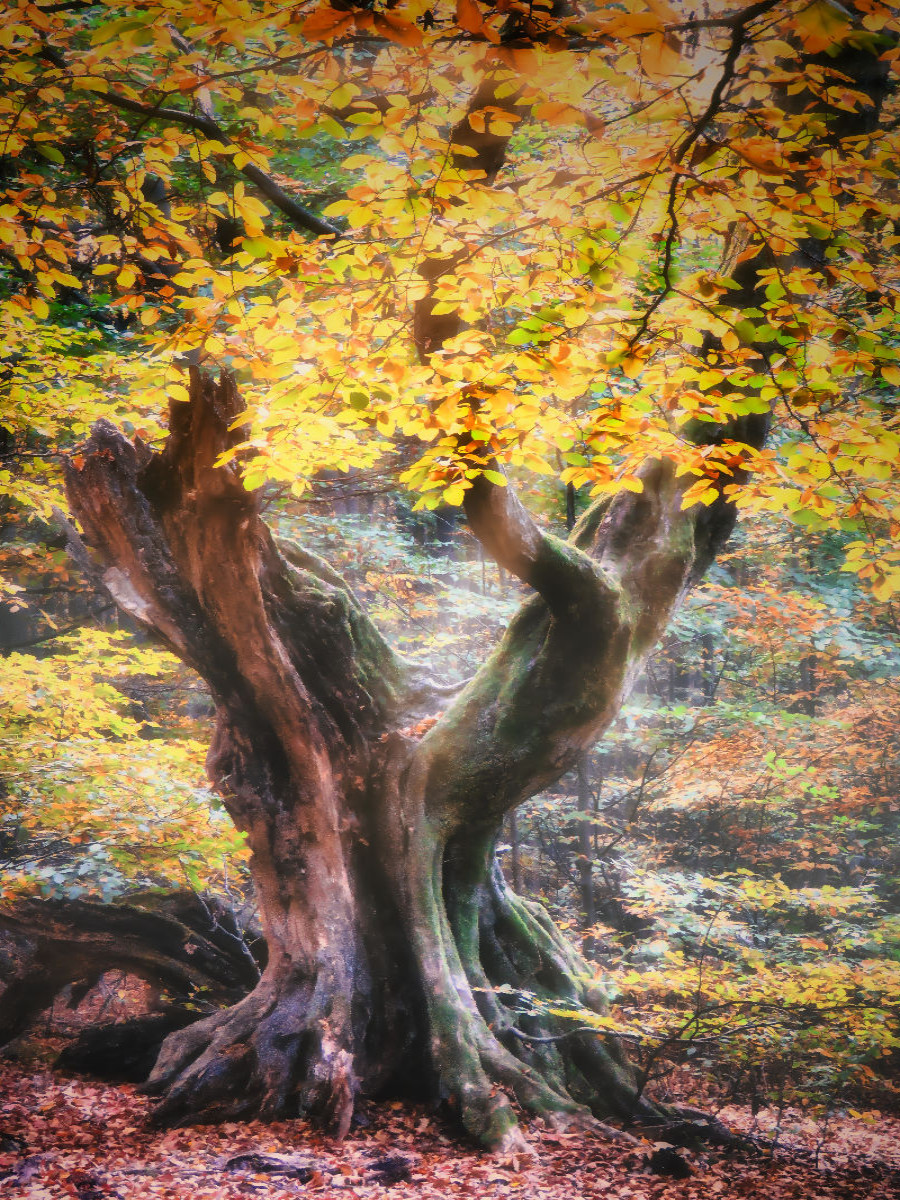 Alte Buche im Herbst