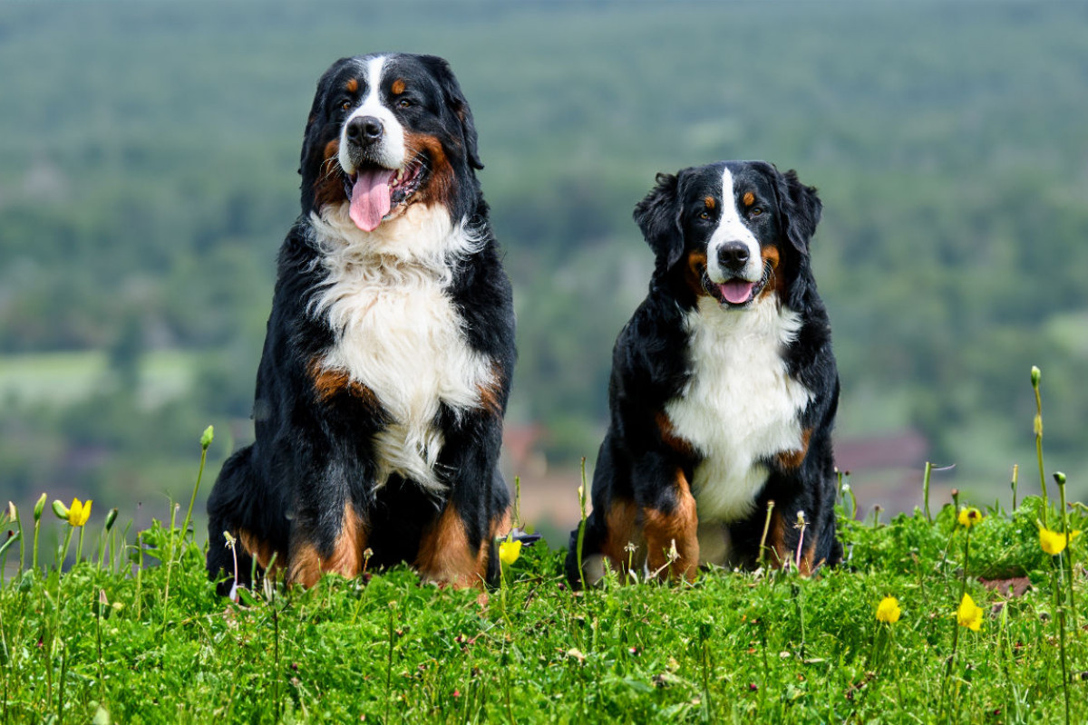 Berner Sennehunde