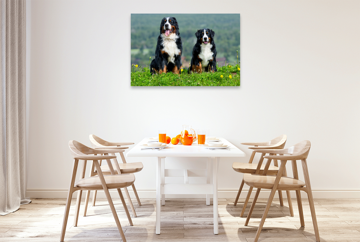 Berner Sennehunde