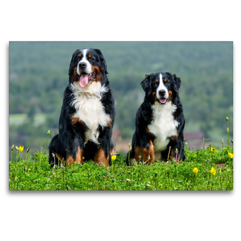 Berner Sennehunde