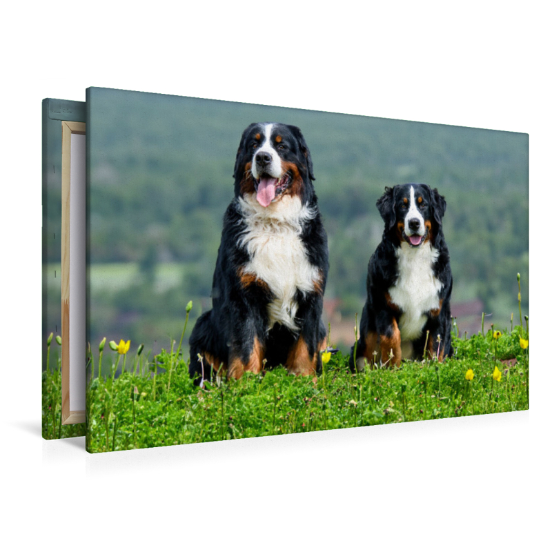 Berner Sennehunde